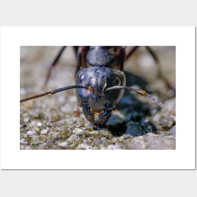 Happy Ant. Macro Photograph Wall Art by love-fi